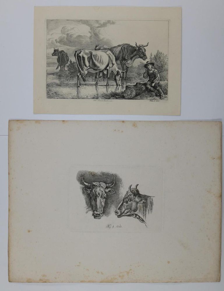 Große Abbildung Nr.4: 129-3153 Kühe.: (Varia, Zoologie)