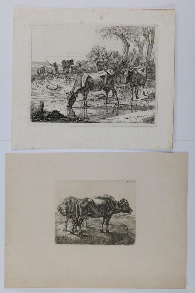 Große Abbildung Nr.6: 129-3153 Kühe.: (Varia, Zoologie)