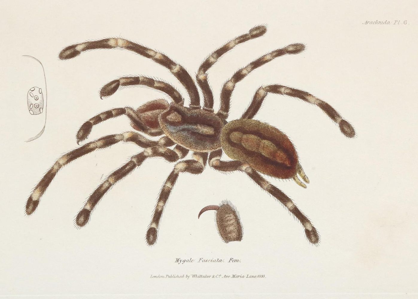 Große Abbildung Nr.1: 129-3155 Sammlung: (Varia, Zoologie)
