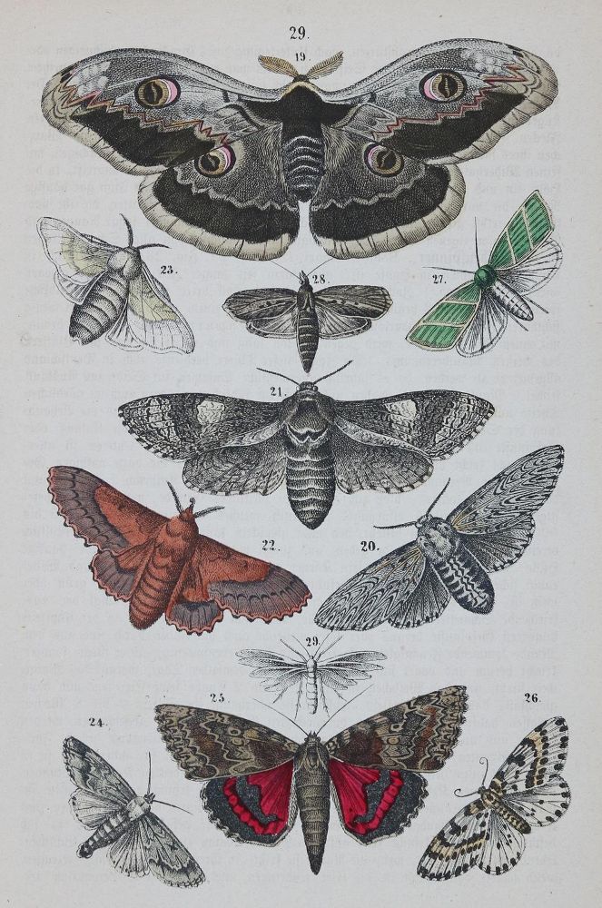 Große Abbildung Nr.2: 129-3155 Sammlung: (Varia, Zoologie)