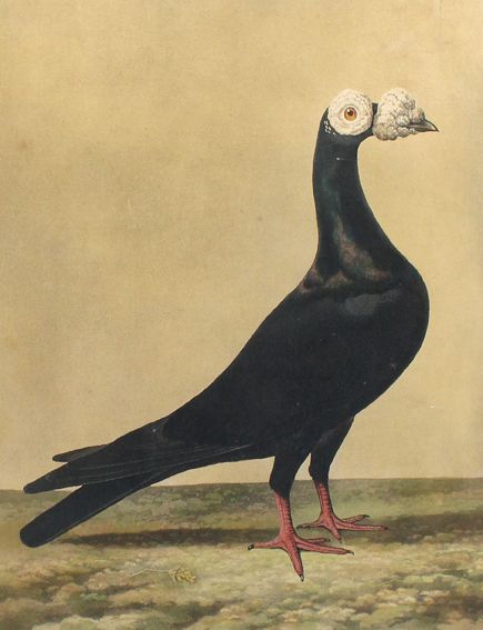 Große Abbildung Nr.1: 129-3156 Haematopus Ostralegus.: (Varia, Zoologie, Vögel)