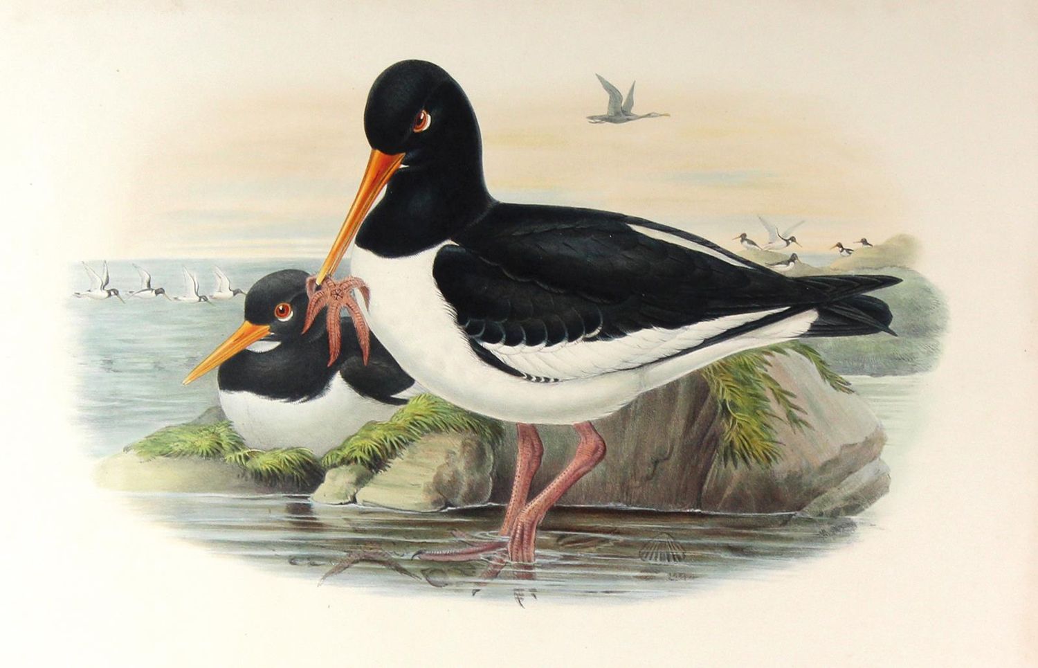 Große Abbildung Nr.2: 129-3156 Haematopus Ostralegus.: (Varia, Zoologie, Vögel)