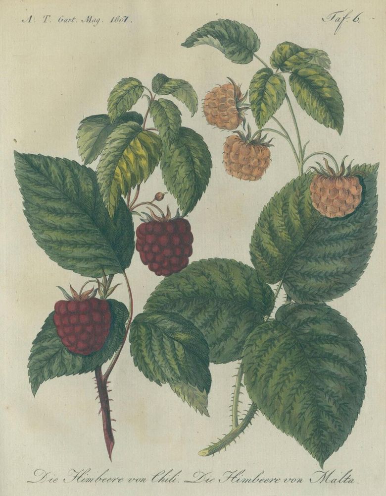 Große Abbildung Nr.2: 129-473 Garten-Magazin,: (Land- und Forstwirtschaft, Garten)