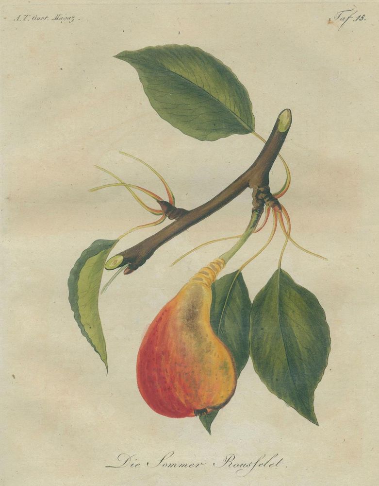 Große Abbildung Nr.3: 129-473 Garten-Magazin,: (Land- und Forstwirtschaft, Garten)
