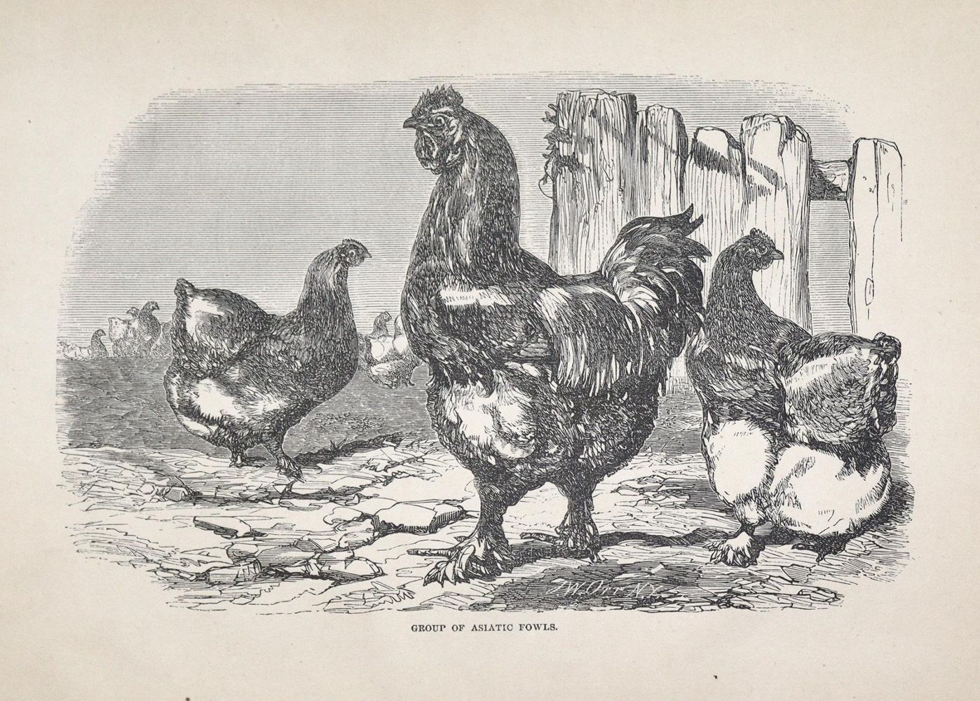Große Abbildung Nr.1: 129-482 Bement,C.N.: (Land- und Forstwirtschaft, Tierhaltung, Geflügel)