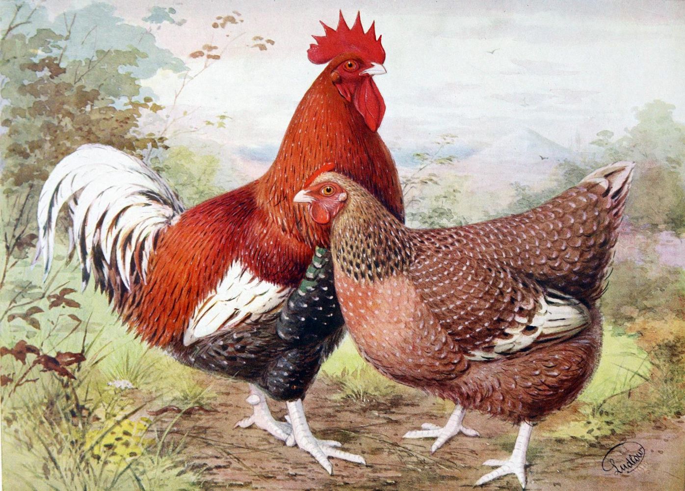 Große Abbildung Nr.1: 129-486 Lewer,S.H.: (Land- und Forstwirtschaft, Tierhaltung, Geflügel)