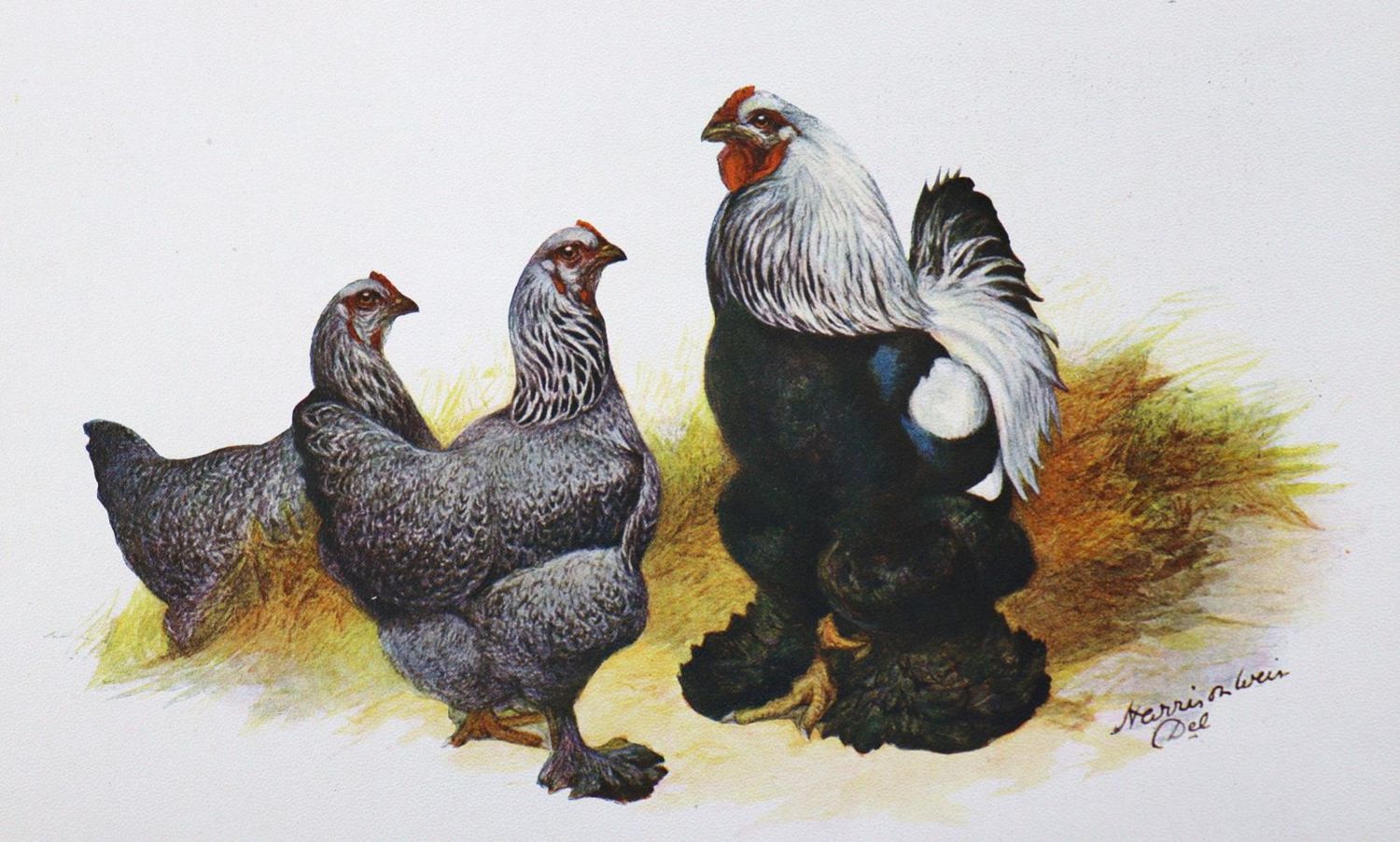 Große Abbildung Nr.1: 129-488 Weir,H. u.a. (Hrsg.).: (Land- und Forstwirtschaft, Tierhaltung, Geflügel)