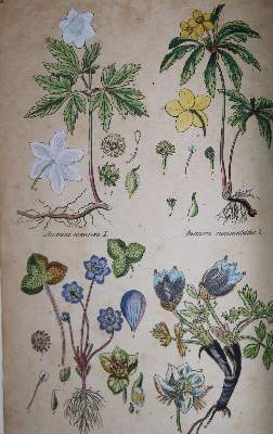 Bild Nr.1: 129-1345 Botanischer Atlas: (Botanik)