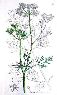 Bild Nr.2: 129-1345 Botanischer Atlas: (Botanik)