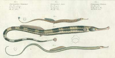 Bild Nr.1: 129-1347 Hand-Atlas: (Botanik)