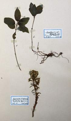 Bild Nr.1: 129-1348 Herbarium.: (Botanik, Herbarien)