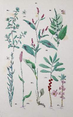 Bild Nr.2: 129-1349 Konvolut.: (Botanik)