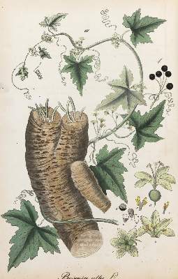 Bild Nr.1: 129-1353 Mann,J.G.: (Botanik)