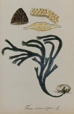 Bild Nr.2: 129-1353 Mann,J.G.: (Botanik)