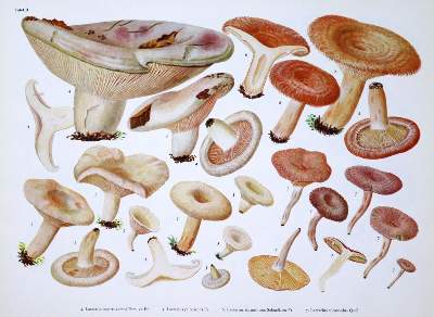 Bild Nr.1: 129-1355 Pilze Mitteleuropas., Die.: (Botanik, Pilze)