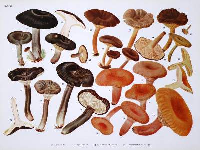 Bild Nr.3: 129-1355 Pilze Mitteleuropas., Die.: (Botanik, Pilze)