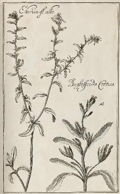 Bild Nr.9: 129-1357 Rivinus,A,Q.: (Botanik)