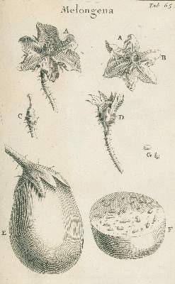 Bild Nr.2: 129-1371 Tournefort, J. Pitton de.: (Botanik)
