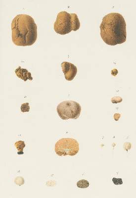 Bild Nr.2: 129-1372 Hesse,R.: (Botanik, Trüffel)