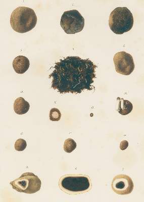 Bild Nr.3: 129-1372 Hesse,R.: (Botanik, Trüffel)