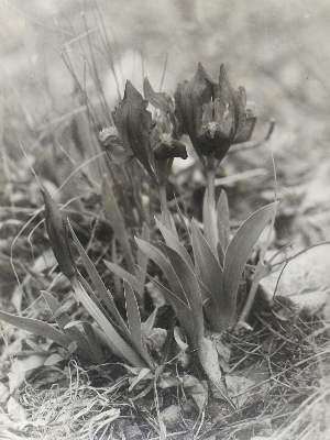 Bild Nr.1: 129-1374 Vajda,E. u. L.: (Botanik, Ungarn)
