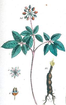 Bild Nr.2: 129-1376 (Wilhelm,G.T.).: (Botanik)