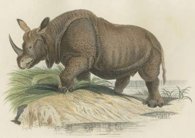 Bild Nr.3: 129-1415 (Cuvier,G.L.C.de).: (Zoologie)