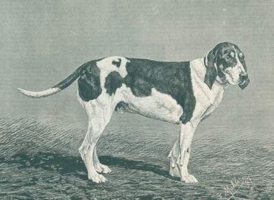Bild Nr.1: 129-1422 Bylandt,H.A. Graaf van.: (Zoologie, Hunde)
