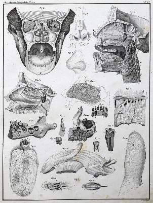 Bild Nr.1: 129-1428 Oken,L.: (Zoologie)