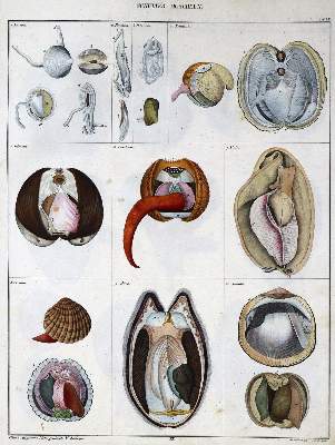 Bild Nr.2: 129-1428 Oken,L.: (Zoologie)