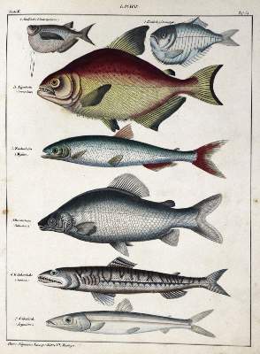 Bild Nr.3: 129-1428 Oken,L.: (Zoologie)