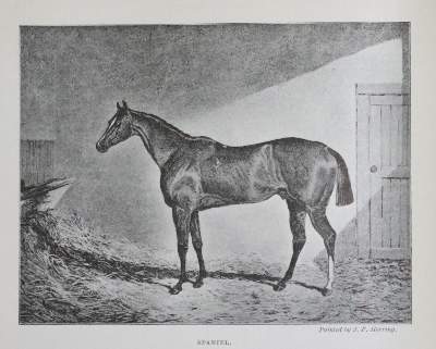 Bild Nr.1: 129-1429 Taunton,T.: (Zoologie, Pferde)