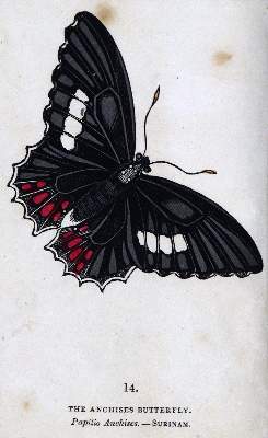 Bild Nr.2: 129-1432 Brown,T.: (Zoologie, Schmetterlinge)