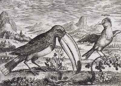 Bild Nr.2: 129-1433 Collaert, A.: (Zoologie, Vögel)