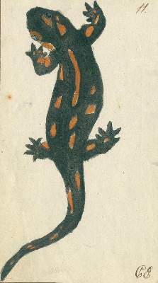 Bild Nr.2: 129-1436 Zoologie.: (Zoologie)