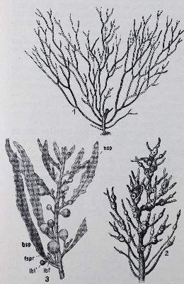 Bild Nr.3: 129-1452 Brodie,B.C.: (Verschiedene Gebiete - Varia, Chemie)