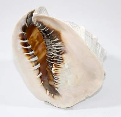 Bild Nr.2: 129-1958 Große Meeresschnecke: (Varia)