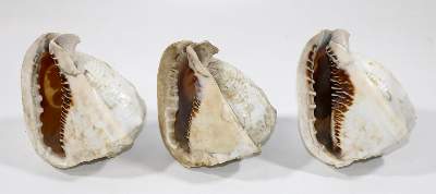 Bild Nr.2: 129-1966 Drei Meeresschnecken: (Varia, Kameen)