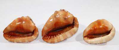 Bild Nr.2: 129-2678 Drei Tritonmuscheln: (Schmuck, Gemmen und Kameen)