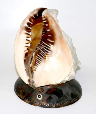 Bild Nr.2: 129-2680 Große Tritonmuschel: (Schmuck, Gemmen und Kameen)