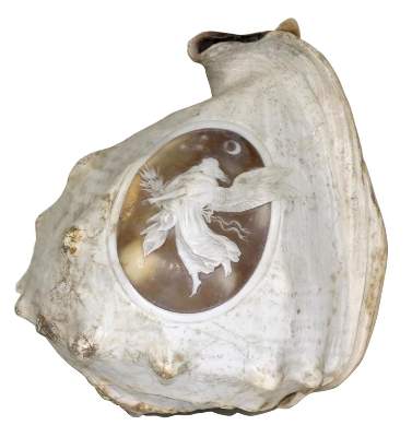 Bild Nr.1: 129-2681 Große Tritonmuschel: (Schmuck, Gemmen und Kameen)