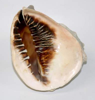 Bild Nr.2: 129-2681 Große Tritonmuschel: (Schmuck, Gemmen und Kameen)