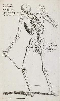 Bild Nr.1: 129-3025 Skelett: (Varia, Anatomie)
