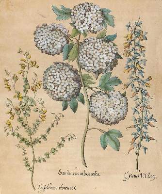 Bild Nr.1: 129-3034 Amerikanischer Holunder, Zwergginster u. Geißklee.: (Varia, Botanik)