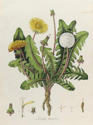 Bild Nr.1: 129-3040 Löwenzahn.: (Varia, Botanik)