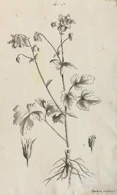 Bild Nr.1: 129-3042 Sammlung: (Varia, Botanik)