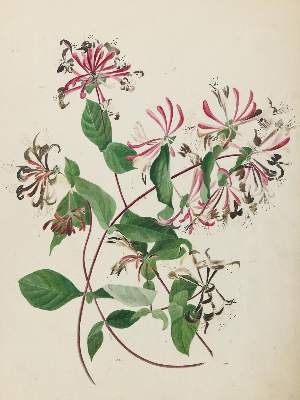 Bild Nr.1: 129-3044 Waldgeißblatt.: (Varia, Botanik)