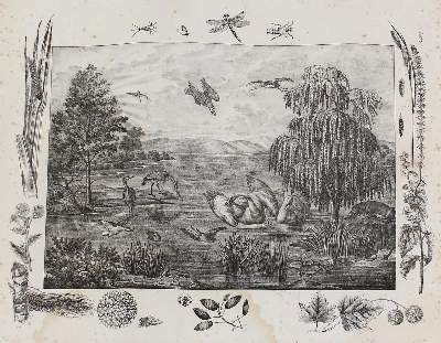 Bild Nr.3: 129-3151 Anschauungsbilder.: (Varia, Zoologie)
