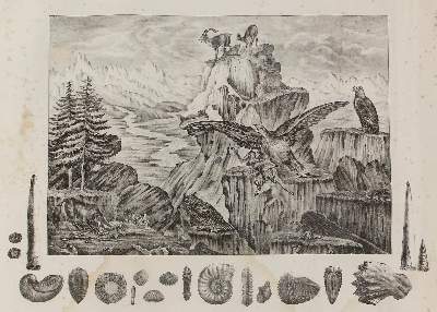 Bild Nr.5: 129-3151 Anschauungsbilder.: (Varia, Zoologie)