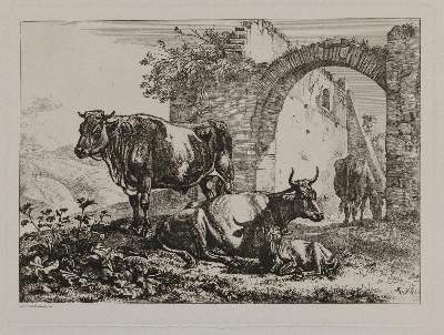 Bild Nr.1: 129-3153 Kühe.: (Varia, Zoologie)